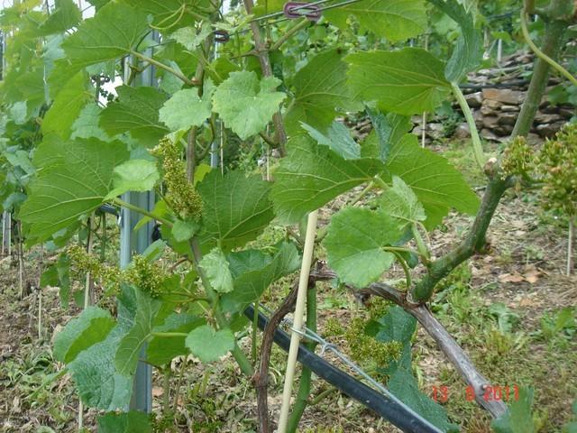2011 019